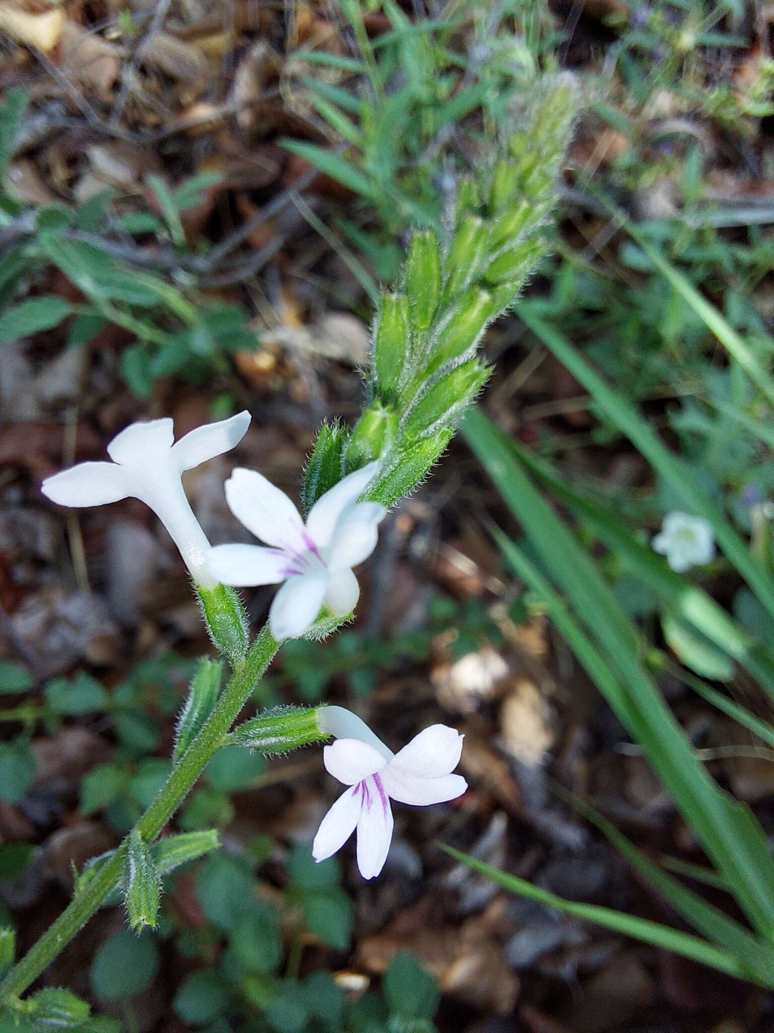 Image of Priva adhaerens (Forssk.) Chiov.