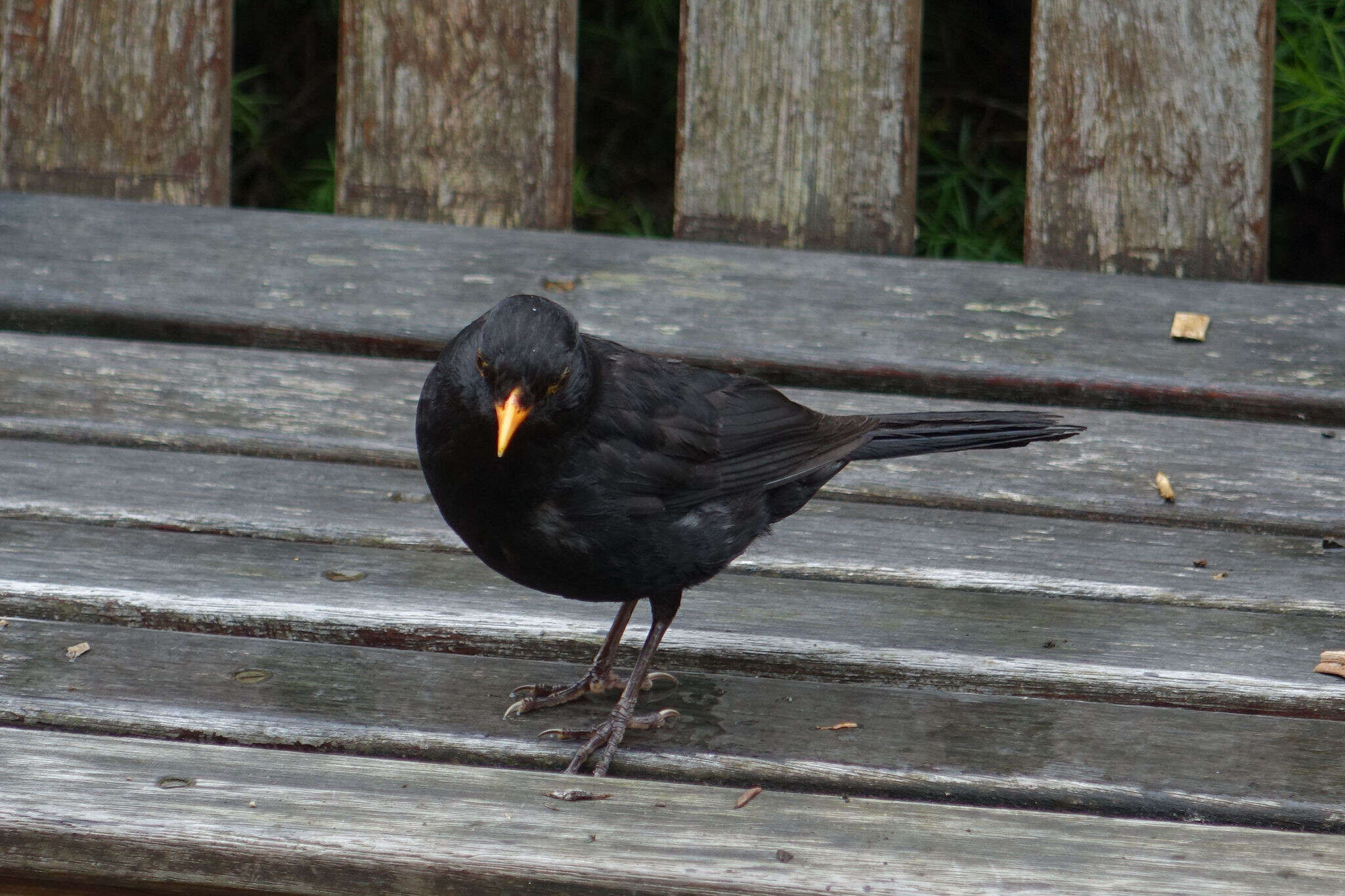 Turdus merula merula Linnaeus 1758的圖片