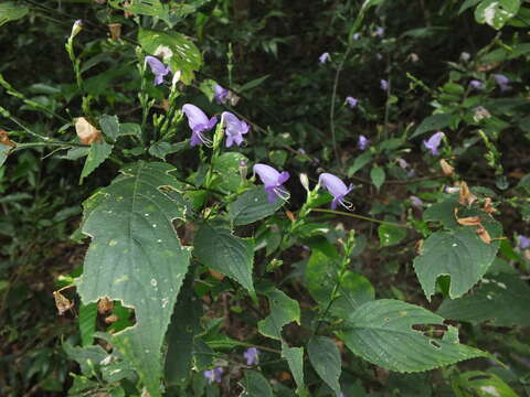 Image of Strobilanthes cordifolia (Vahl) J. R. I. Wood