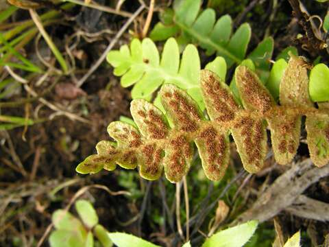 Image of Asplenium lolegnamense (Gibby & Lovis) Viane