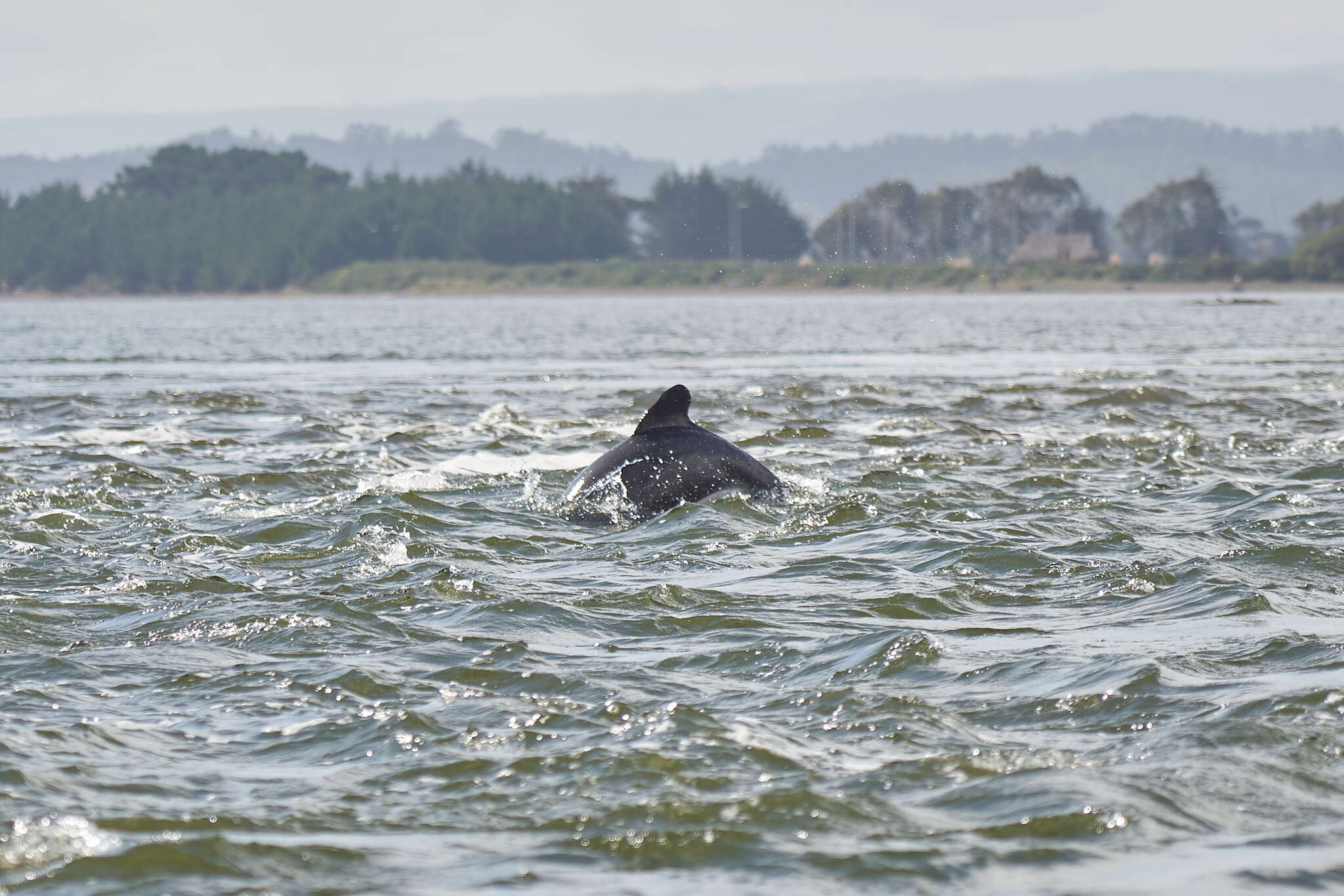 Image of Black Chilean Dolphin