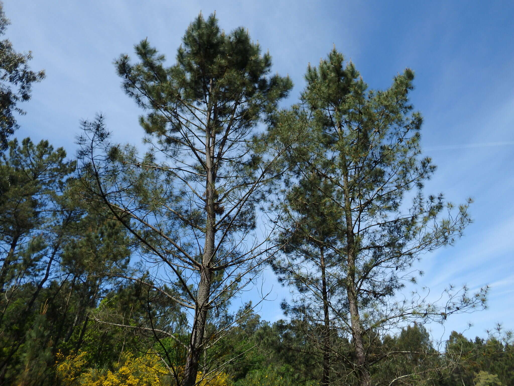 Image of Maritime Pine