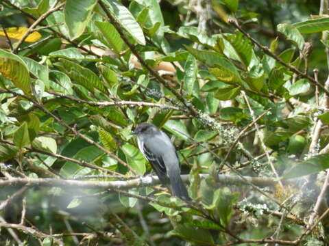 Image of Torrent Tyrannulet