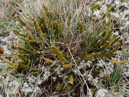 Image de Carmichaelia corrugata Colenso