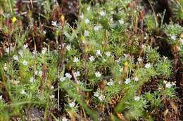 Image de Navarretia intertexta subsp. propinqua (Suksd.) A. G. Day