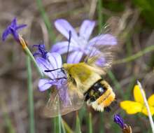 Imagem de Hemaris tityus (Linnaeus 1758)