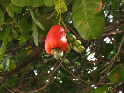 Image of cashew