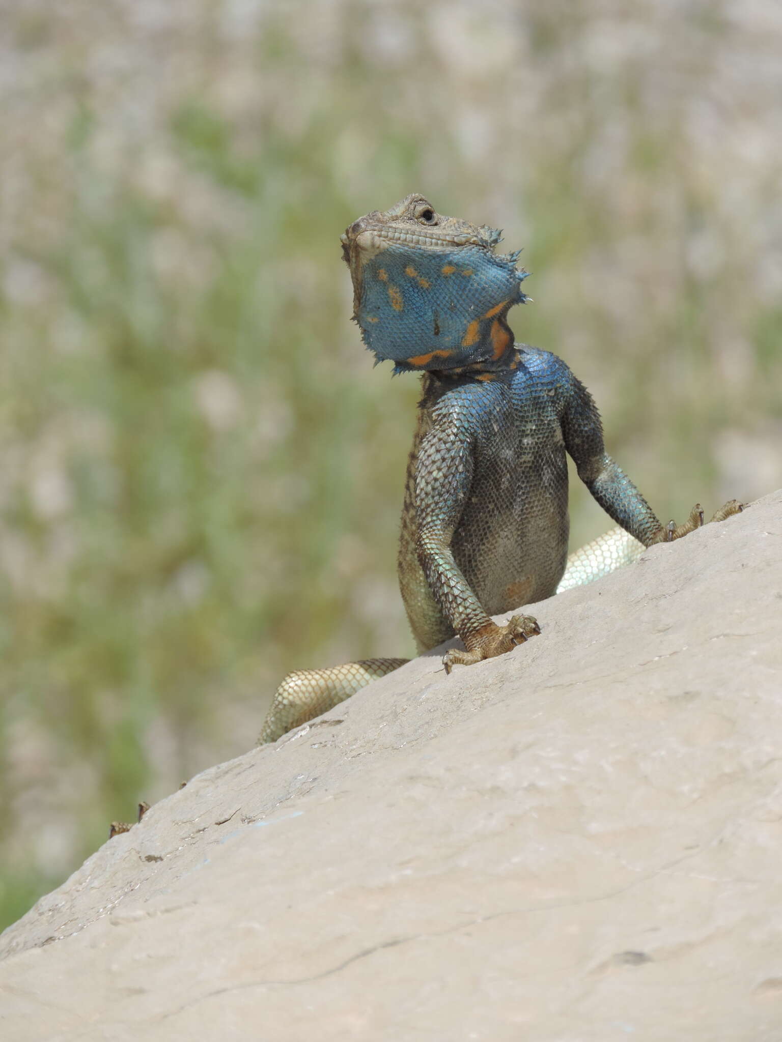 Image of Caucasian Agama