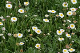 Слика од Erigeron karvinskianus DC.