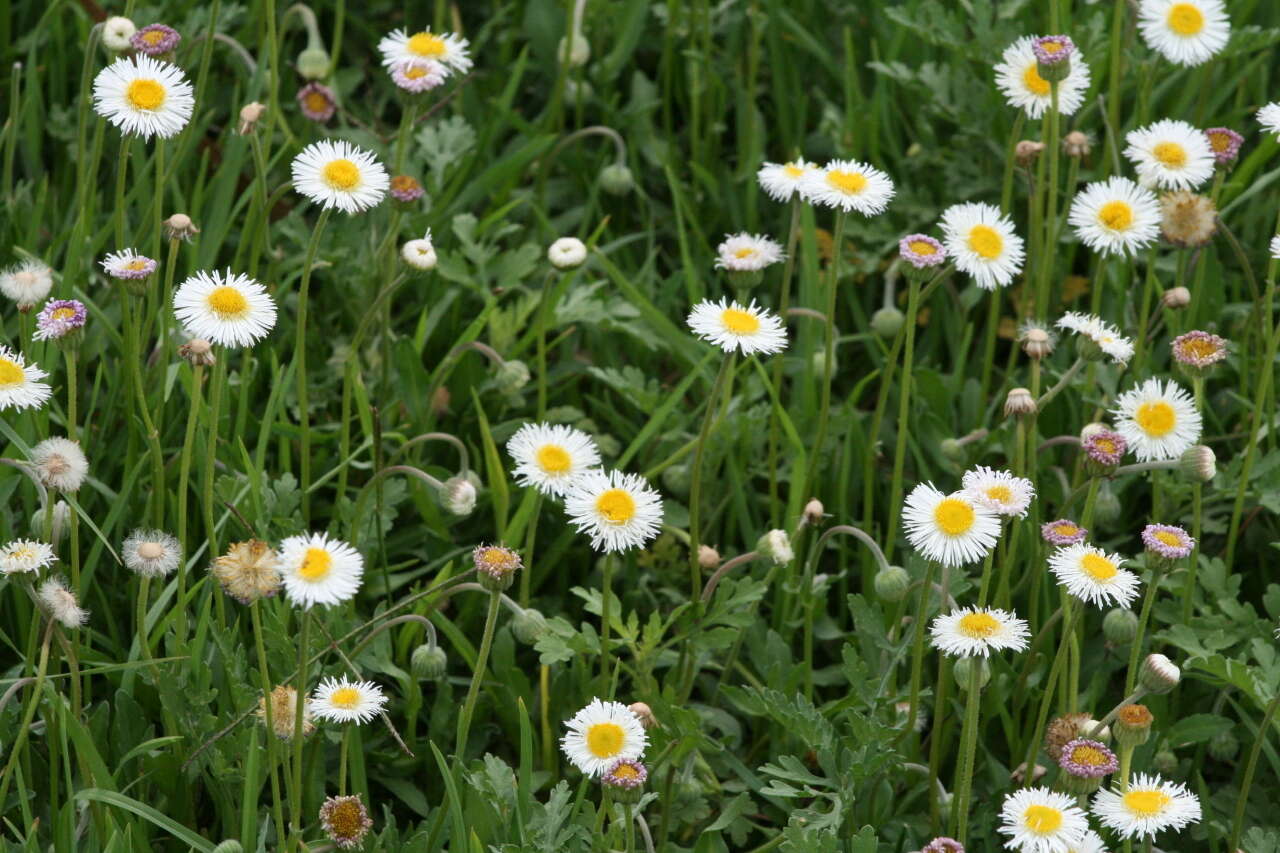 Image of Latin American Fleabane