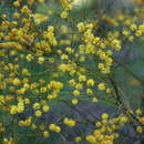 Image of graceful wattle