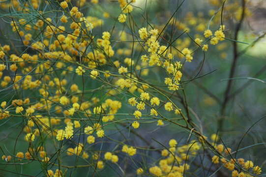 Image of graceful wattle