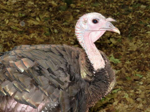 Image of Meleagris gallopavo silvestris Vieillot 1817