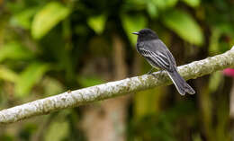 Imagem de Sayornis nigricans angustirostris Berlepsch & Stolzmann 1896