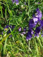 Image of Aconitum angustifolium Bernh. ex Rchb.