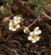 Image de Ivesia sericoleuca (Rydb.) Rydb.