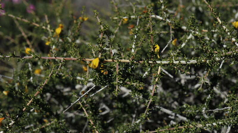 Image of Aspalathus lactea subsp. breviloba R. Dahlgren