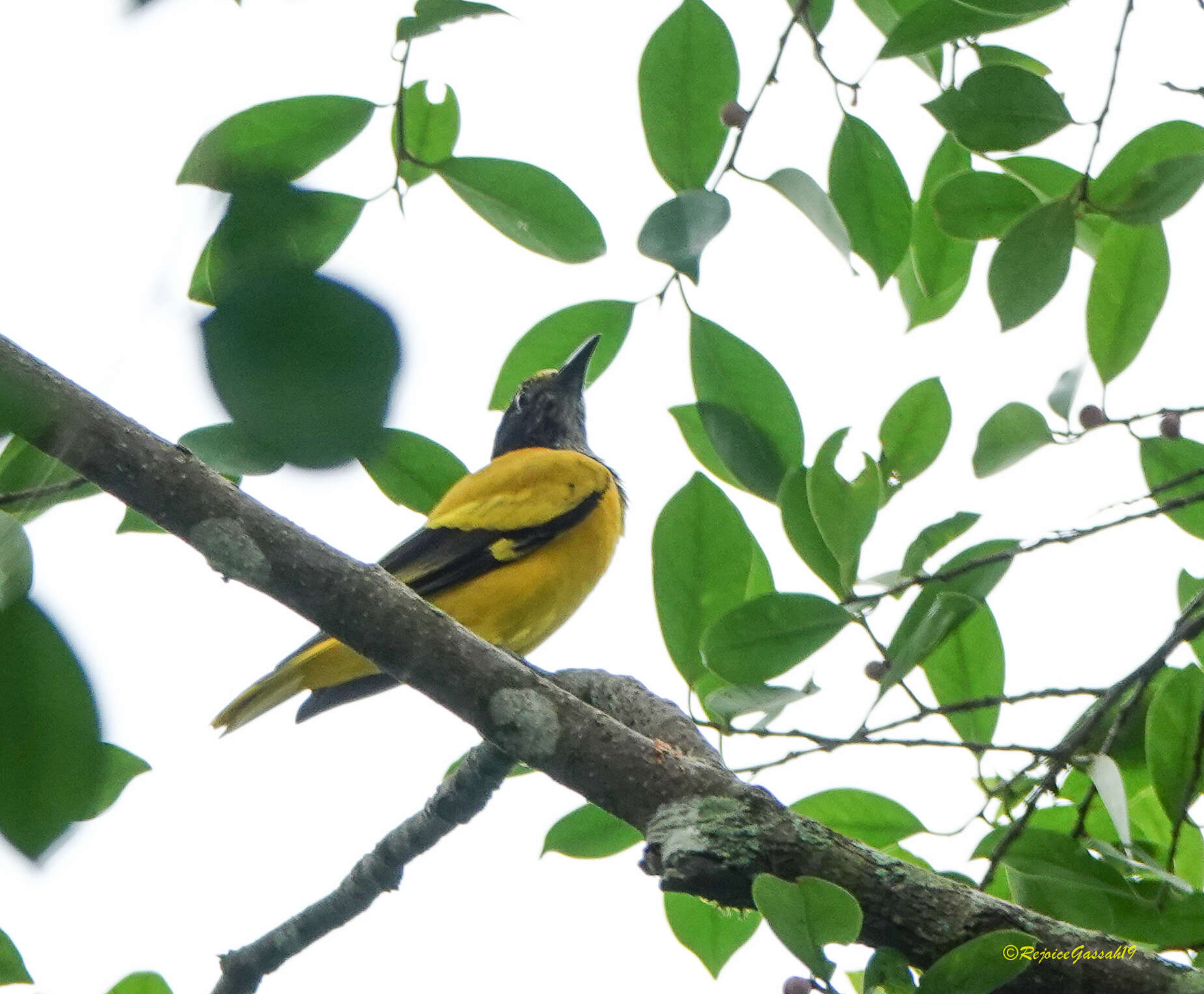 Image of Black-hooded Oriole