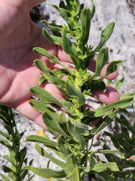 Chrysopsis delaneyi Wunderlin & Semple resmi