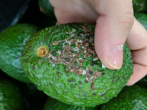 Image of Citrus Peelminer