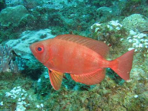 Image of Bloch&#39;s bigeye