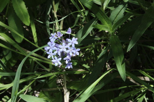 Image of <i>Pentanisia ouranogyne</i> S. Moore