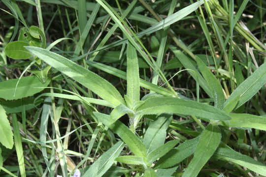 Image of <i>Pentanisia ouranogyne</i> S. Moore