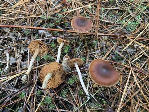 Image of Cortinarius laetus M. M. Moser 1968