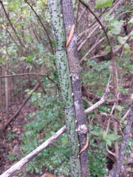 Image of Vanilla madagascariensis Rolfe