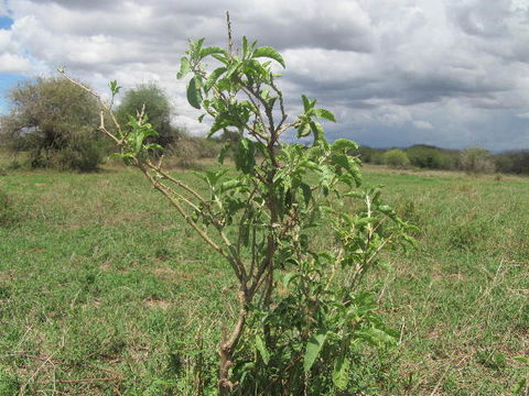 Image of withania