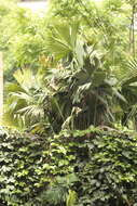 Image of Panama Hat Plant