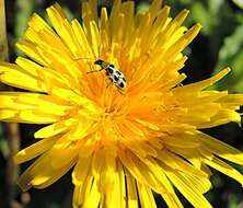 Image of Spotted Cucumber Beetle