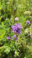 Imagem de Campanula glomerata subsp. farinosa (Rochel ex Besser) Kirschl.