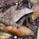 Image of Snouted Grassland Frog