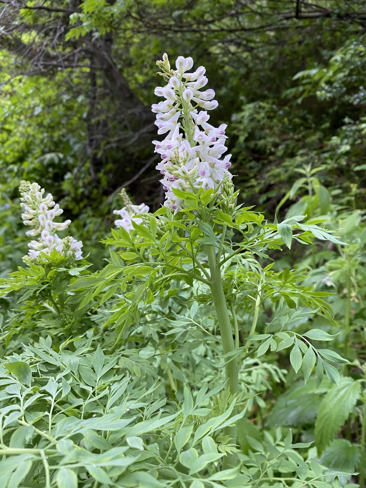 Image of Sierra fumewort