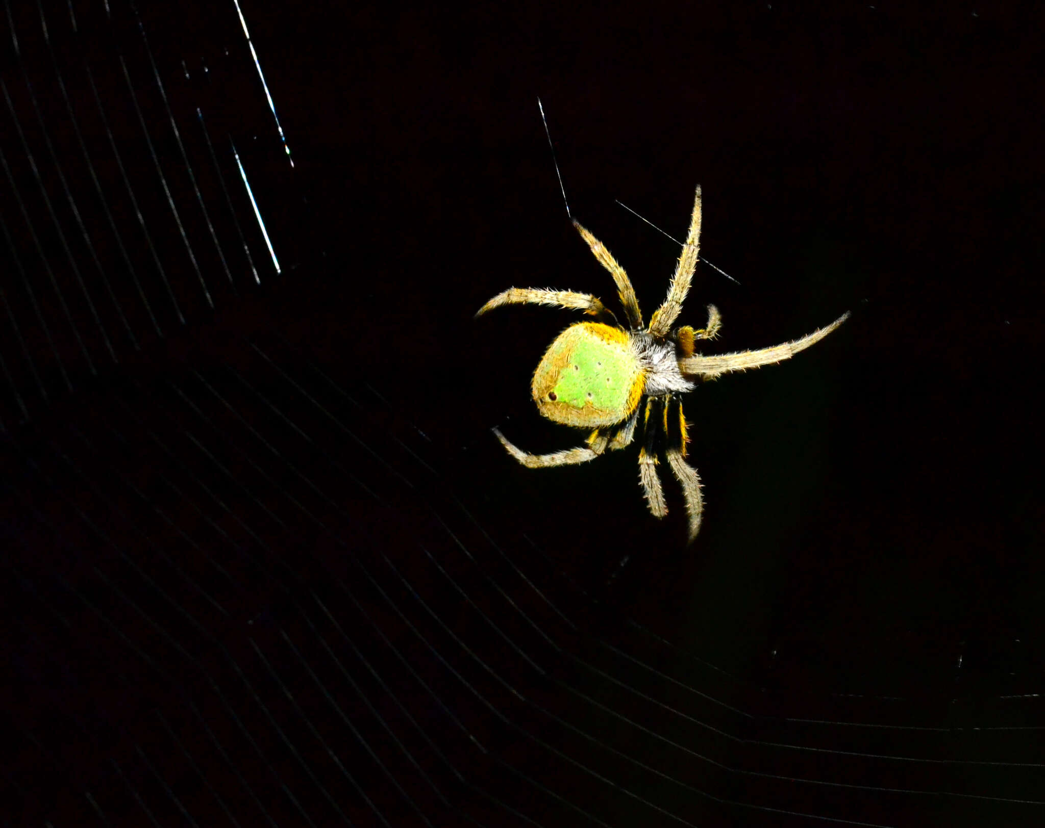 Image of Tropical Orb Weaver