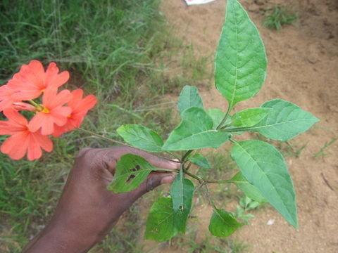 539.uhuru img 1287 1406818026 jpg.580x360