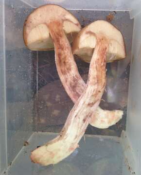 Image of Leccinum roseoscabrum Singer & R. Williams 1992