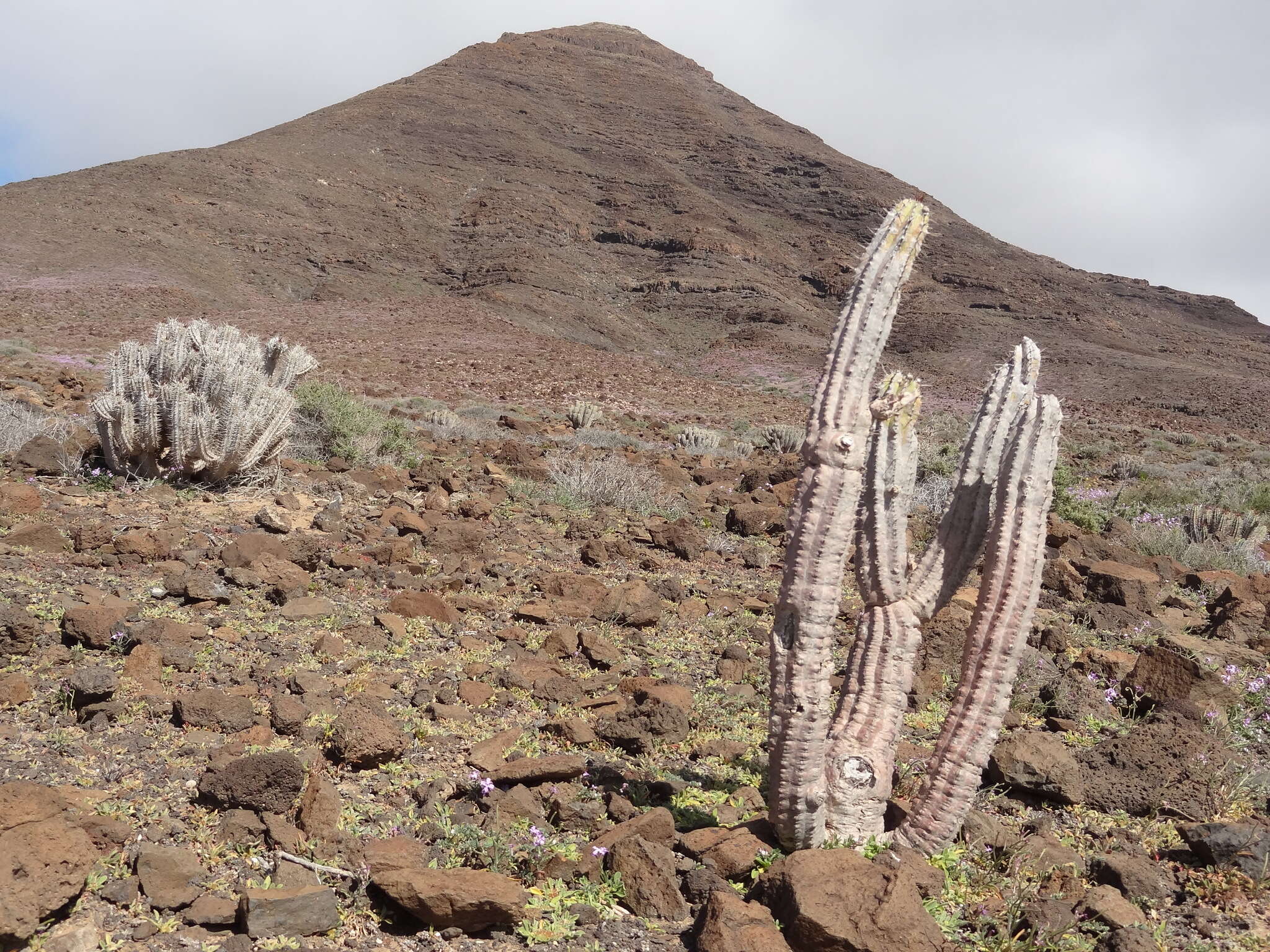 Image of Euphorbia handiensis Burchard