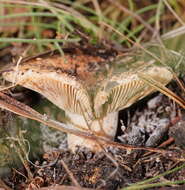 Image of Russula neerimea Grgur. 1997