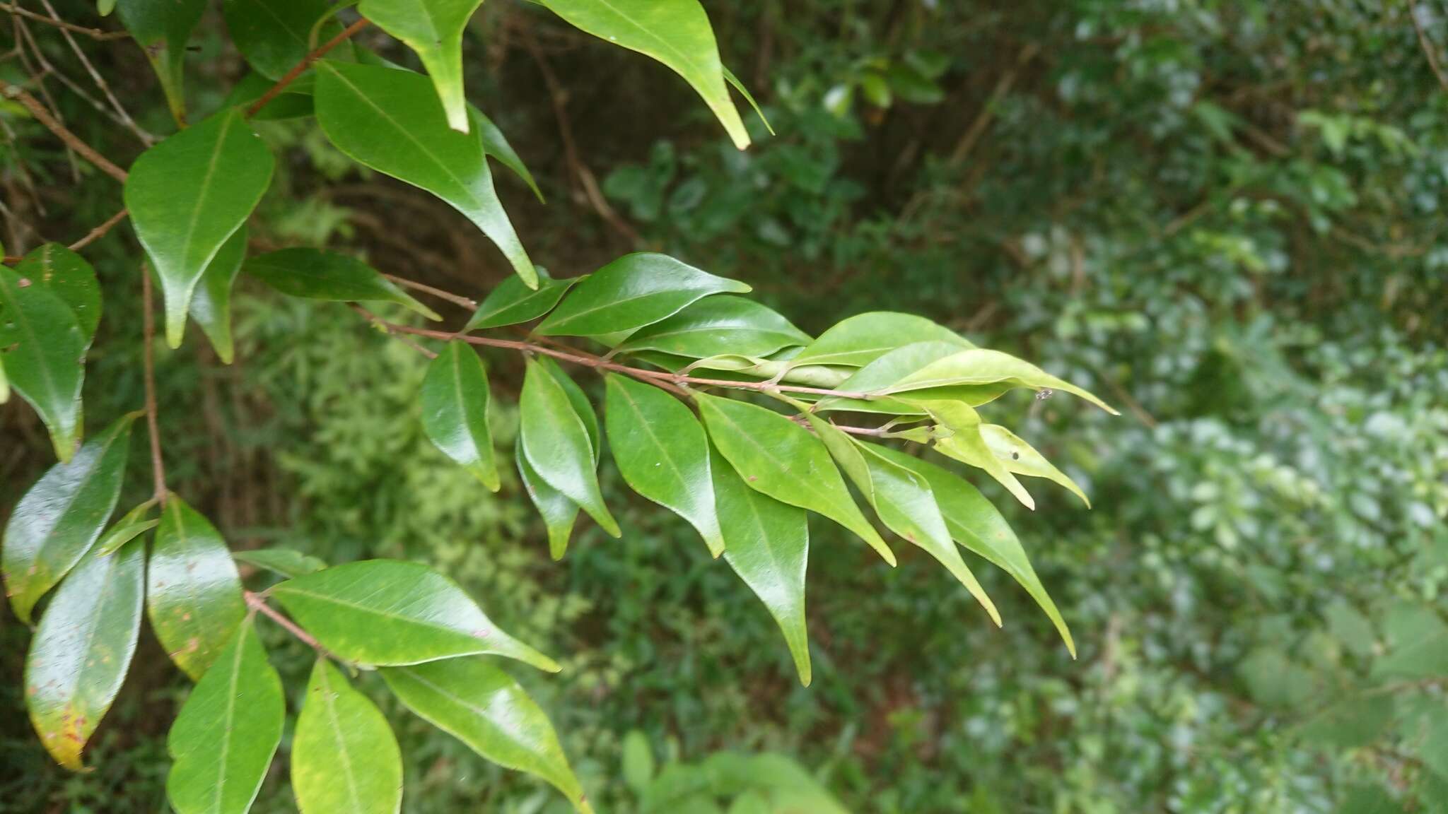 Image de Syzygium acuminatissimum (Bl.) DC.