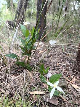 Image of Clematis gentianoides DC.