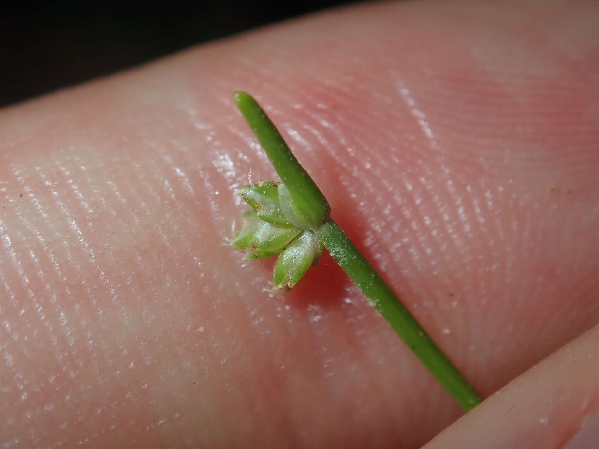 Image de Isolepis inundata R. Br.