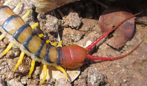 Image of red-headed centipede