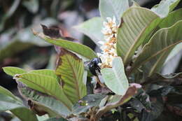 Image of Xylocopa caerulea (Fabricius 1804)