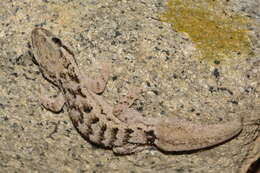 Image of Amaral's Brazilian Gecko