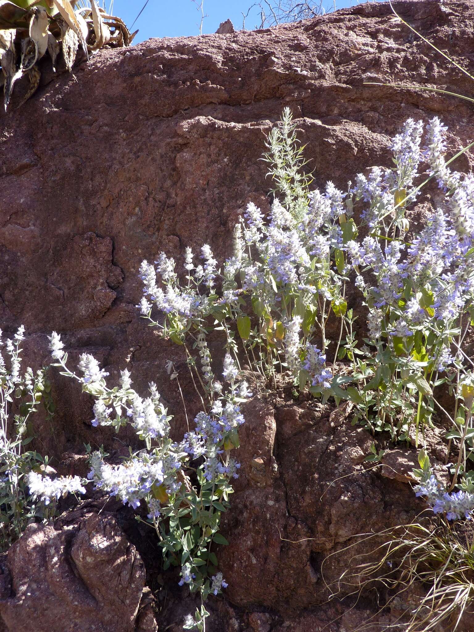 Image de Salvia parryi A. Gray