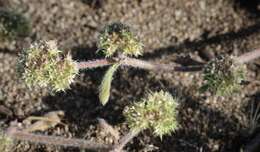 Image of San Francisco spineflower