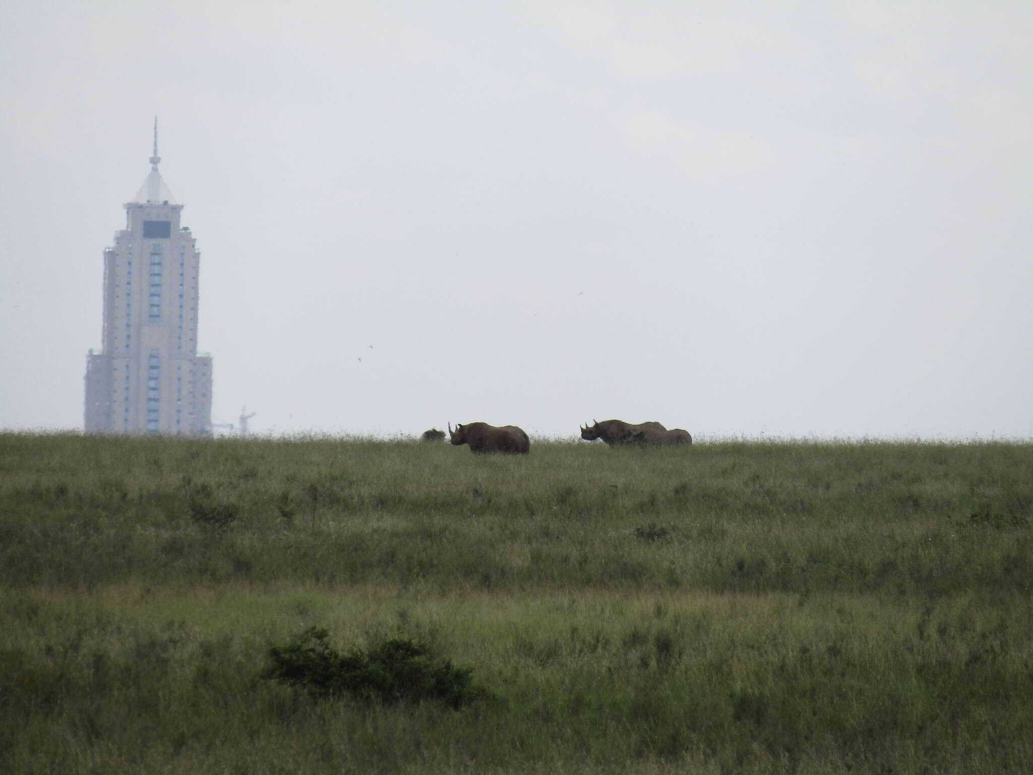 Image of Black Rhinoceros