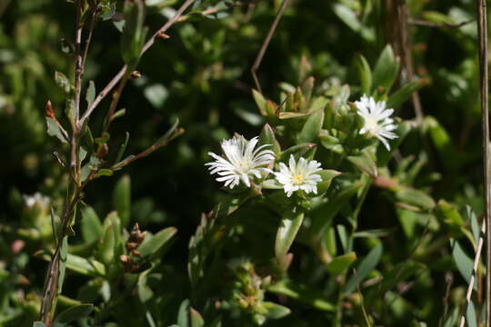 صورة Delosperma invalidum (N. E. Br.) N. E. K. Hartmann